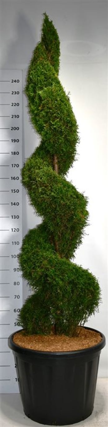 Thuja occ. 'Smaragd' - 210-220 CM Spiral in Cont.